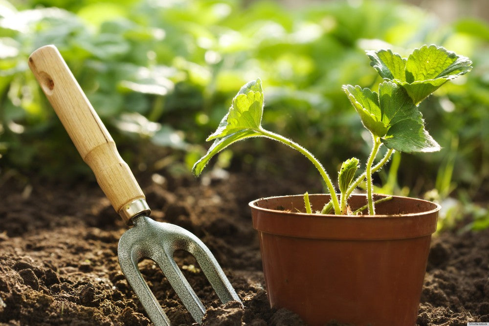 Jardinería